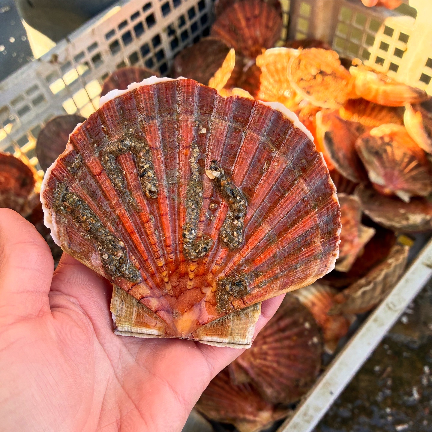 coquille Saint-Jacques à emporter aux parcs du passage sur la presqu'île de rhuys. Près de Sarzeau, arzon.